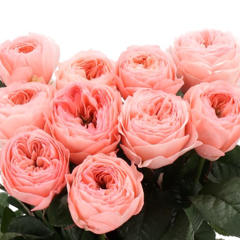ROSE TROUBADOUR