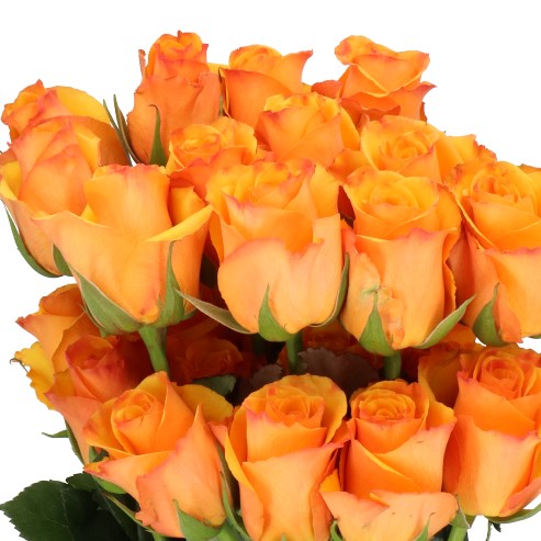 ROSE TYCOON (ECUADOR LARGE HEADS)