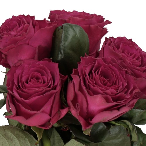ROSE VENTUROSO