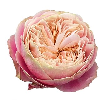 ROSE VICTORIAN CLASSIC