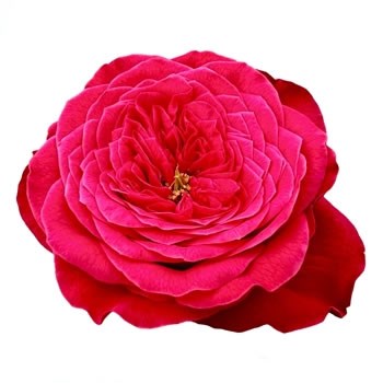 ROSE VILLA FARIOLA