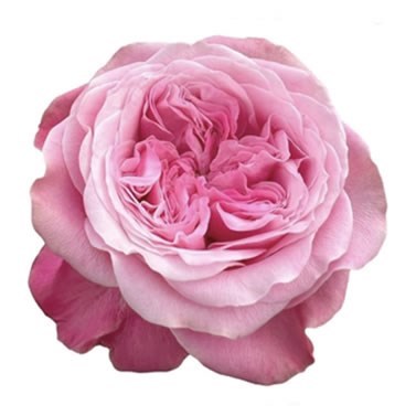 ROSE VILLA MUZE