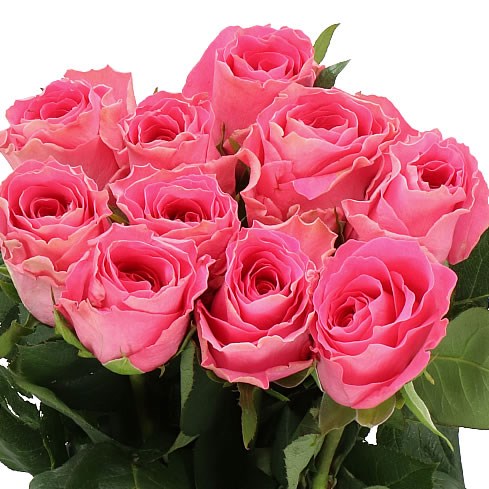 ROSE WATERGAME 50cm | Wholesale Dutch Flowers & Florist Supplies UK