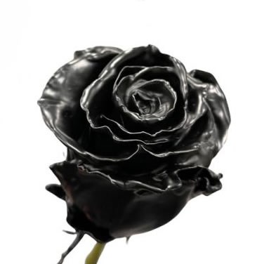 ROSE WAXED BLACK
