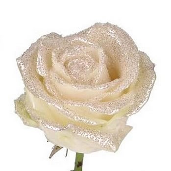 ROSE WAXED BLING WHITE