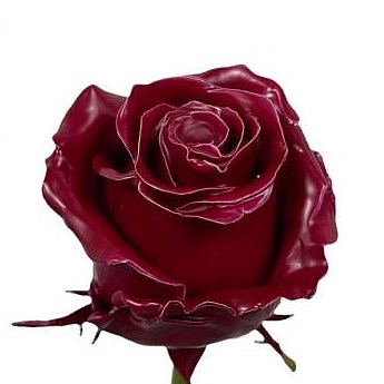 ROSE WAXED BURGUNDY