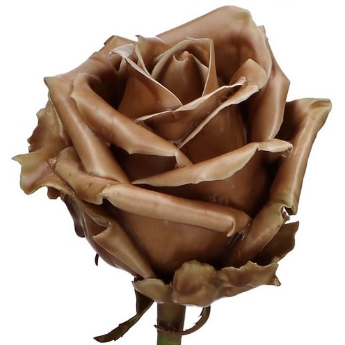 ROSE WAXED CARAMEL