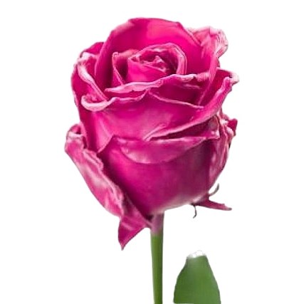 ROSE WAXED CERISE