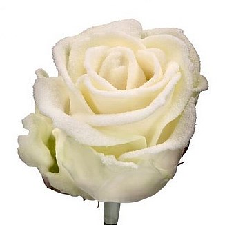 ROSE WAXED FROST WHITE