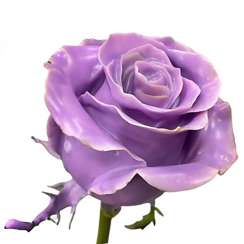 ROSE WAXED LILAC