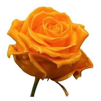 ROSE WAXED ORANGE