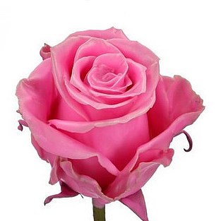 ROSE WAXED PINK