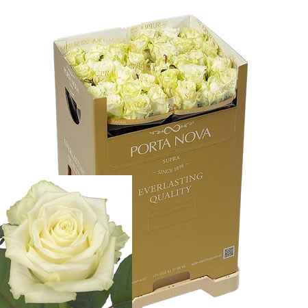 ROSE WHITE NAOMI (PN SUPRA)