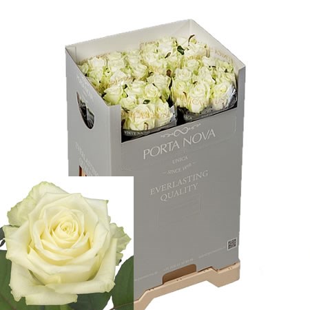 ROSE WHITE NAOMI (PN UNICA)