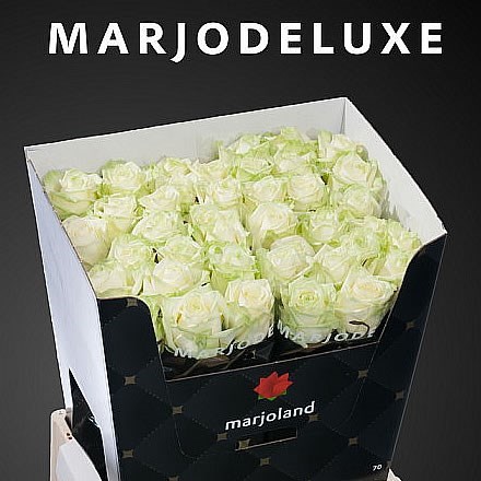 ROSE WHITE NAOMI XL