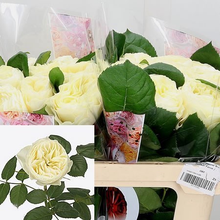 ROSE WHITE VUVUZELA