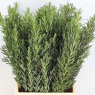 ROSEMARY (FRESH)