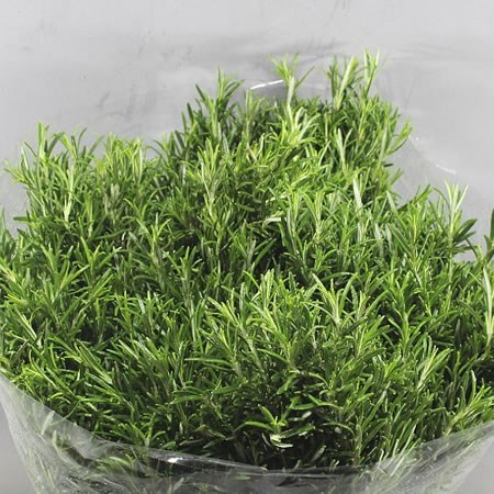 ROSEMARY (FRESH)