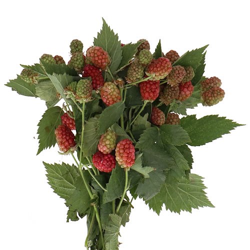RUBUS CHESTER