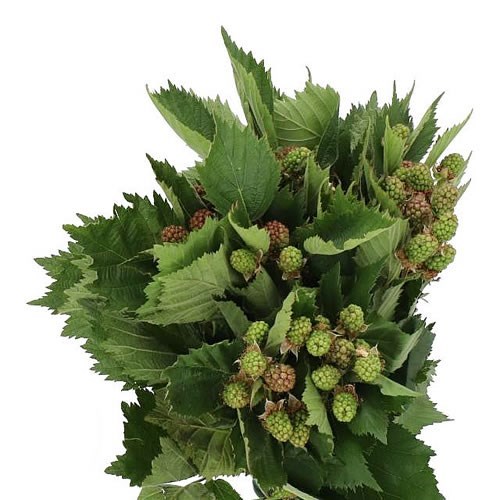 RUBUS EVERGREEN (THORNLESS)