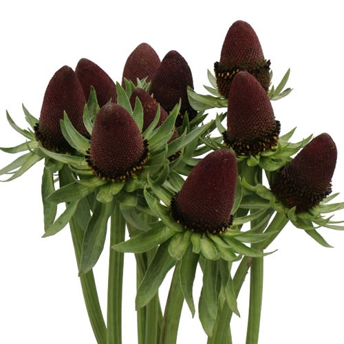 RUDBECKIA BLACK NIPPLE