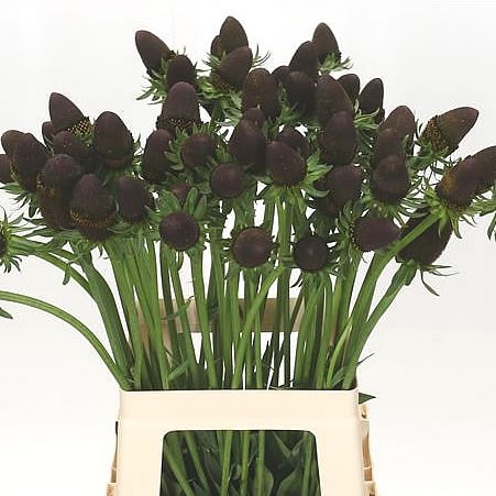 RUDBECKIA BLACK NIPPLE