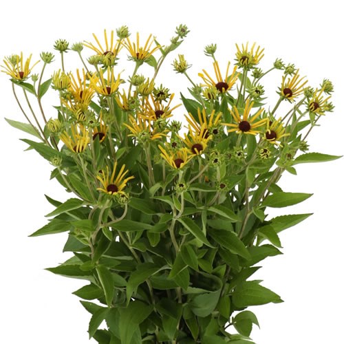 RUDBECKIA HENRY EILER