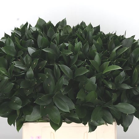 RUSCUS LARGE LEAF