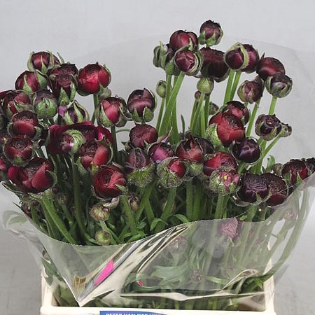 Ranunculus Aazur Black