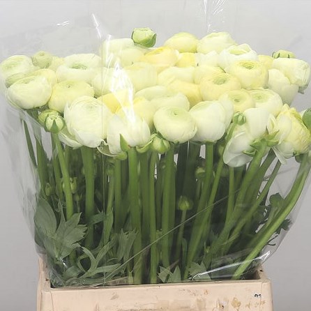 Ranunculus Aazur Cream