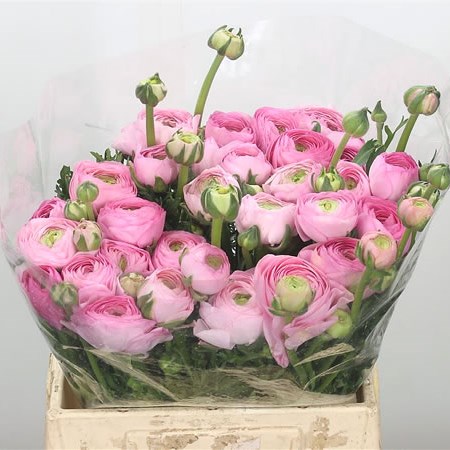 Ranunculus Aazur Pink