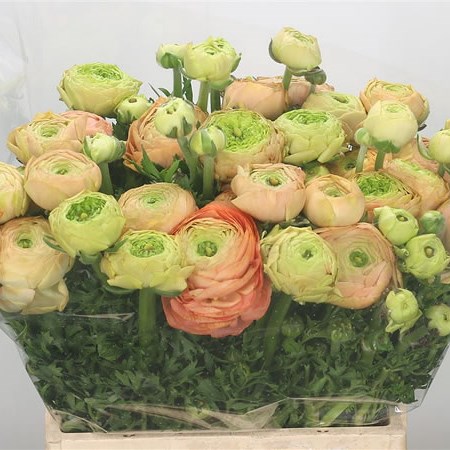 Ranunculus Aazur Salmon