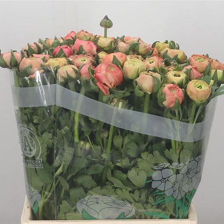 salmon ranunculus