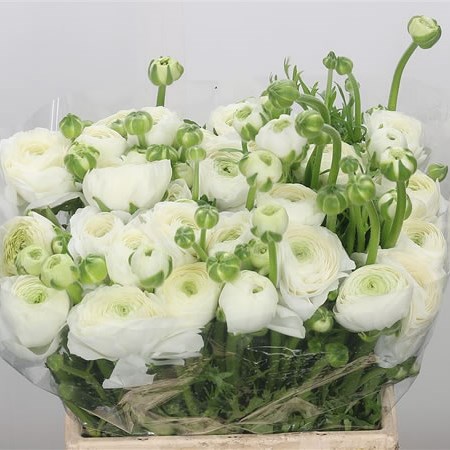 Ranunculus Aazur White