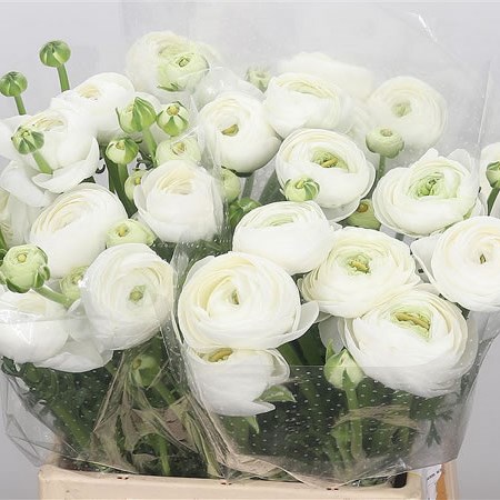 Ranunculus Alaska XXL
