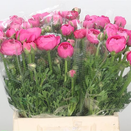 Ranunculus Amandine Bonbon