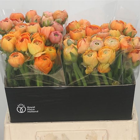 Ranunculus Amandine Peach