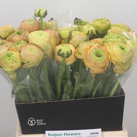 Champagne Ranunculus Ranunculus Azuur Champagne 45cm | Wholesale Dutch Flowers & Florist ...