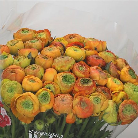 Ranunculus Azuur Orange