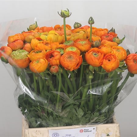 Ranunculus Azuur Orange Extra