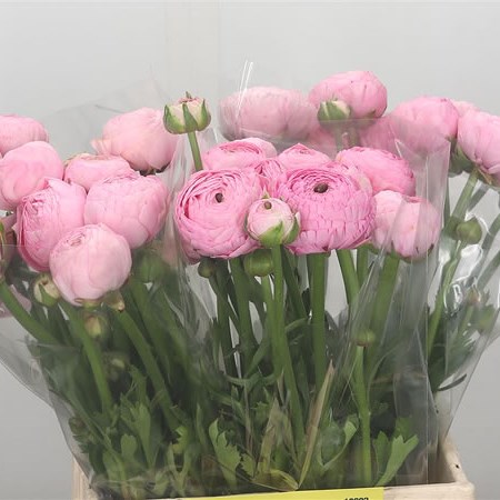 Ranunculus Azuur Pink