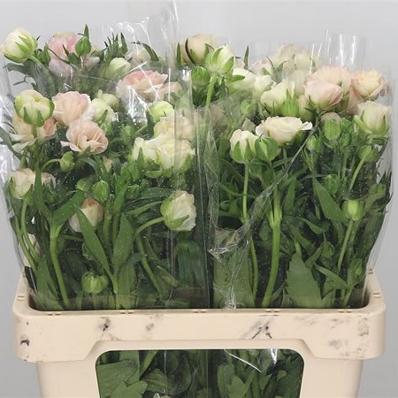 Ranunculus Butterfly Ariadne