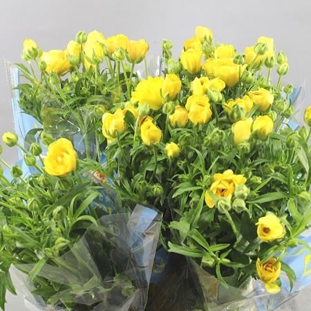 Ranunculus Butterfly Dione
