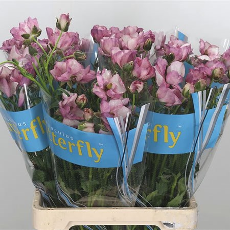Ranunculus Butterfly Europe