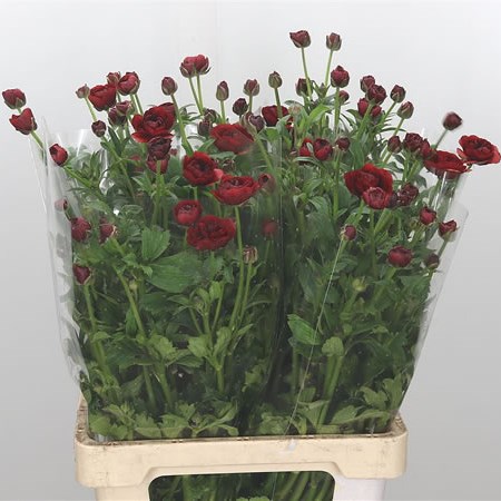 Ranunculus Butterfly Hades