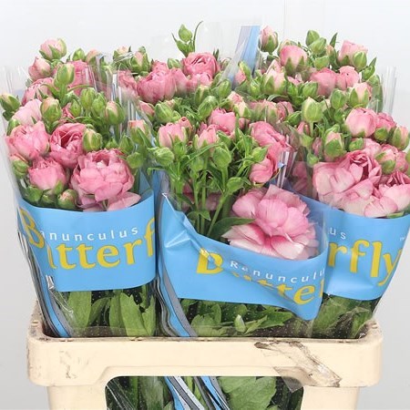 Ranunculus Butterfly Hera