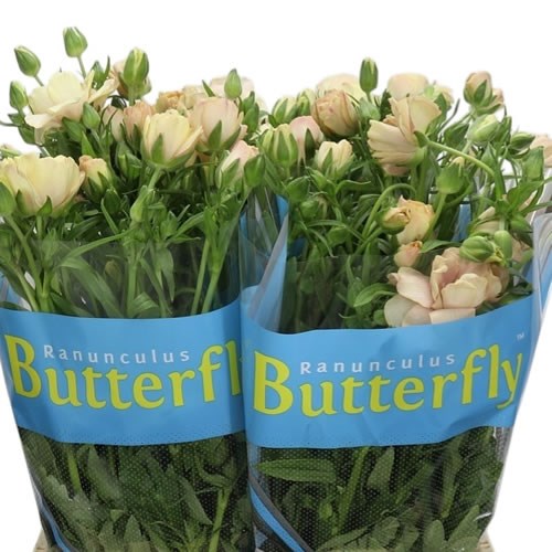 Ranunculus Butterfly Hestia
