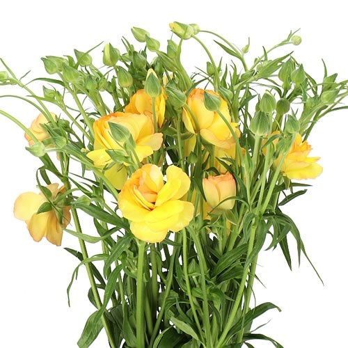 Ranunculus Butterfly Lotus