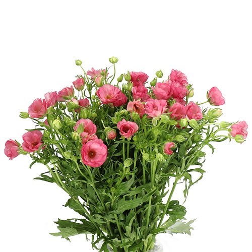 Ranunculus Butterfly Lycia