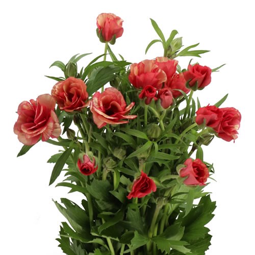 Ranunculus Butterfly Moderna Allegria